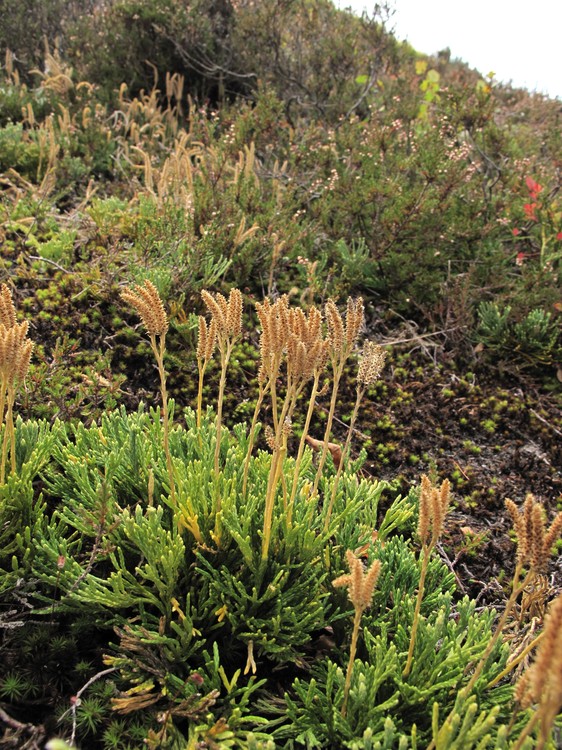 Diphasiastrum zeilleri